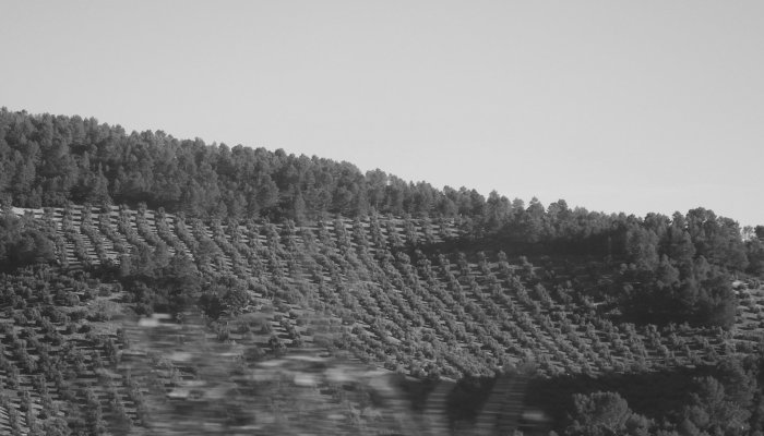 Aceite de Oliva Agrosegura Aceites