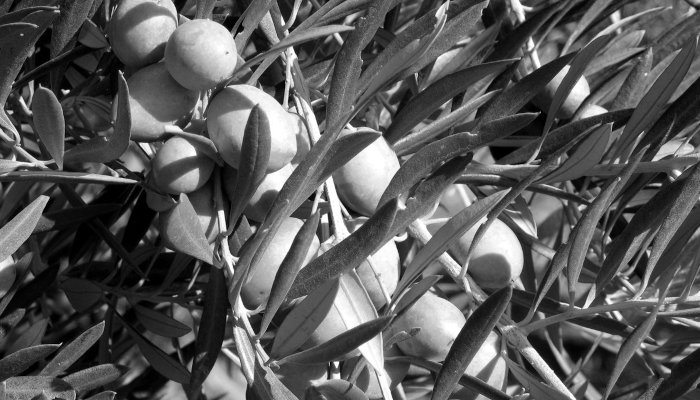 Aceite de Oliva Agrosegura Aceites