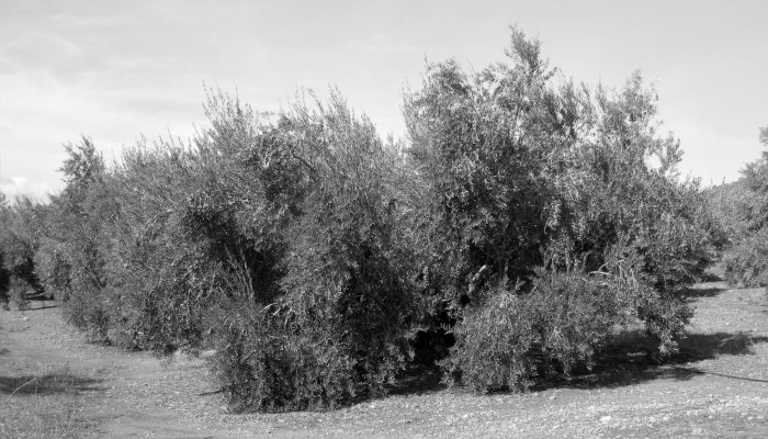 Cooperativa Agrosegura Aceites